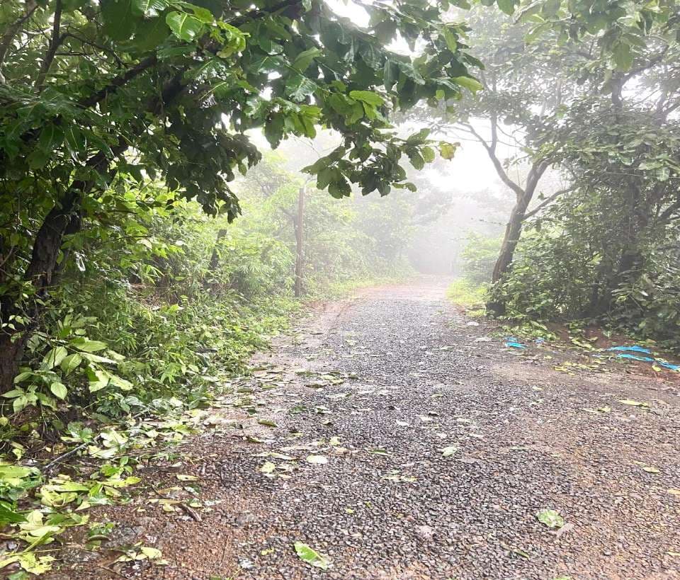 Misty forest trail