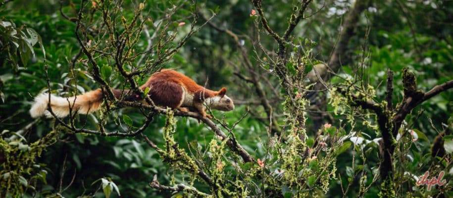 Bhimashankar Wildlife Sanctuary