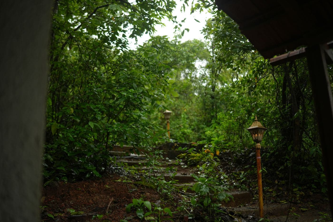 Monsoon greenery around the resort